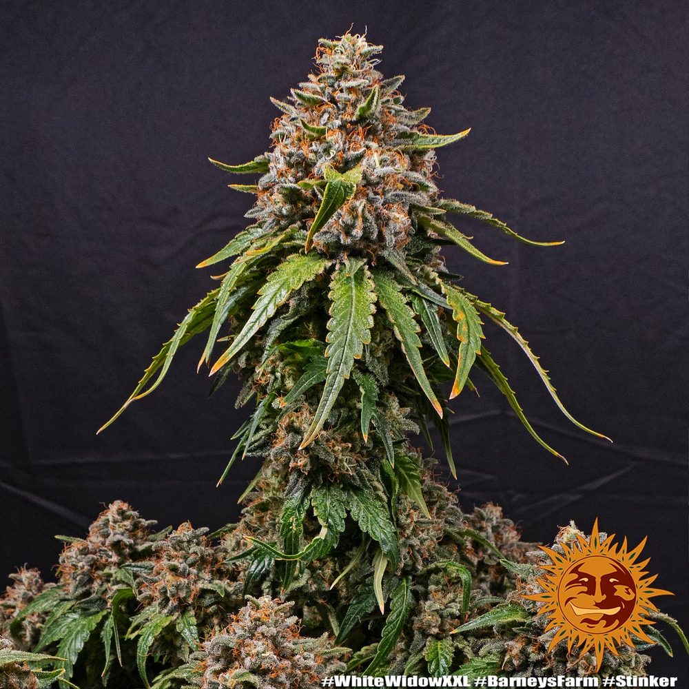 White Widow XXL - Cannabis-Samen von Barney's Farm