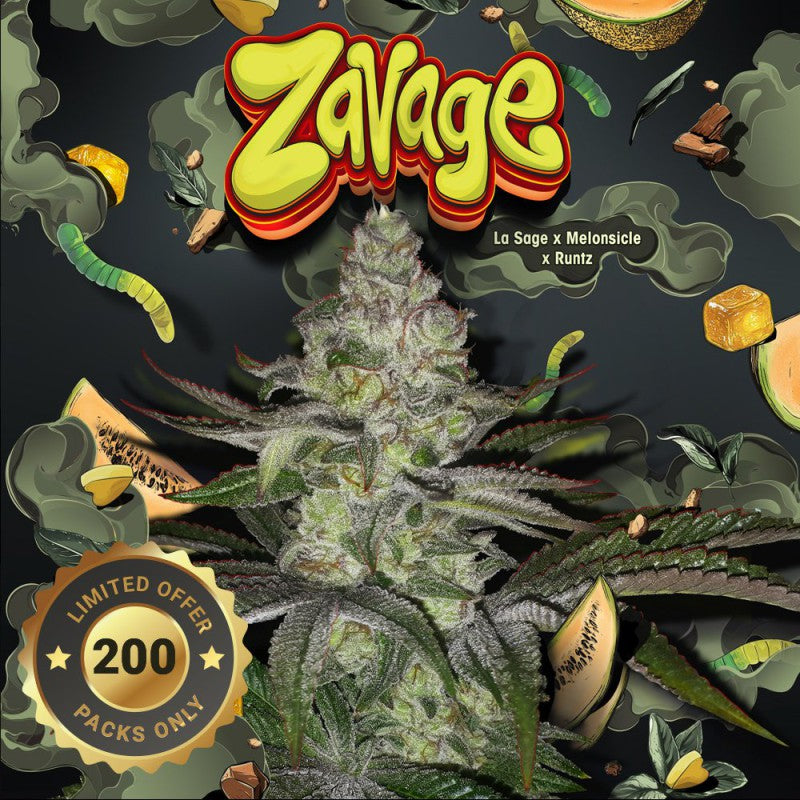 Zavage - Bild 1 von 6