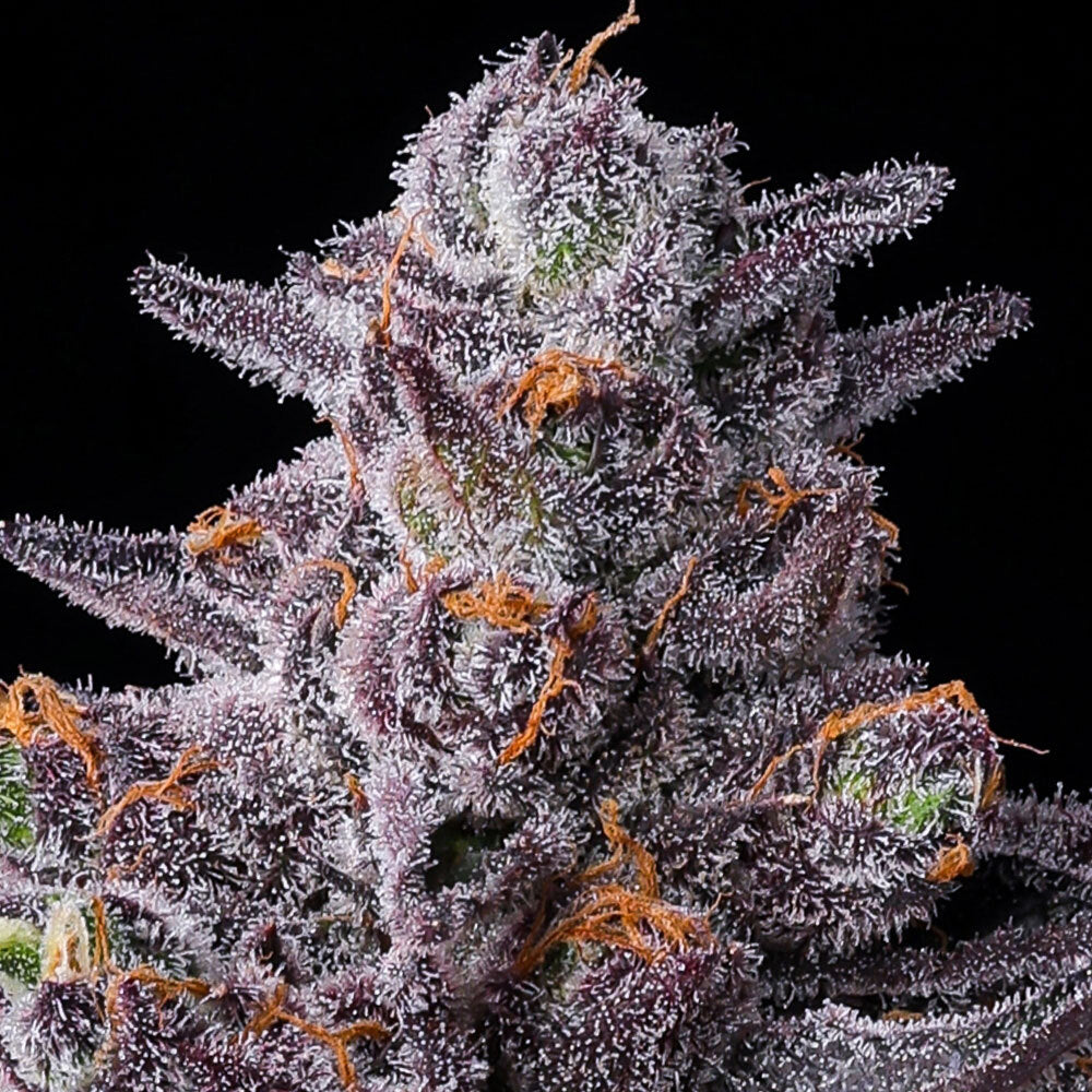 Zillions - Cannabis-Samen von Barney's Farm