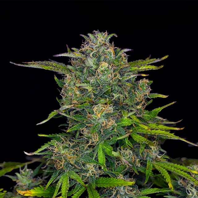 Zkittlez Auto - Cannabis-Samen von Kannabia