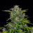 Zkittlez Auto