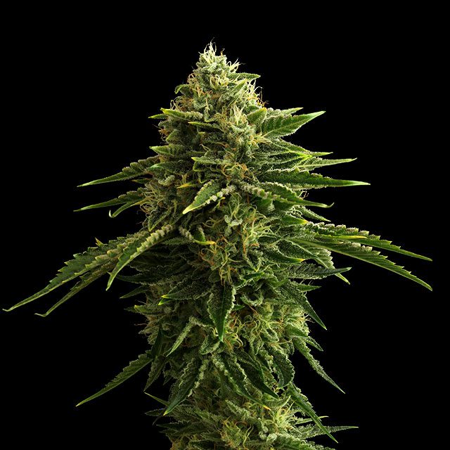 Zkittlez - Bild 1 von 2