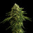 Zkittlez