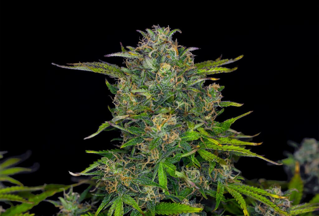 Zkittlez Auto Cannabis Samen kaufen bei Leaf & Soul