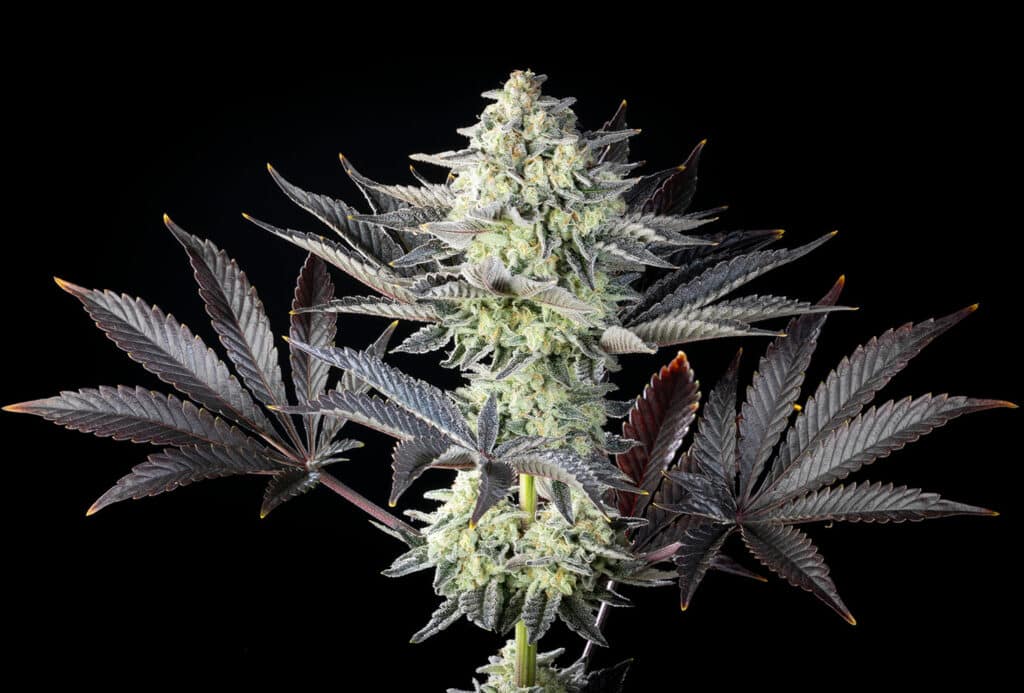 Zoap Rosé Cannabis Samen kaufen bei Leaf & Soul