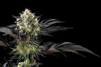 Zoap Rosé Cannabis Samen kaufen bei Leaf & Soul