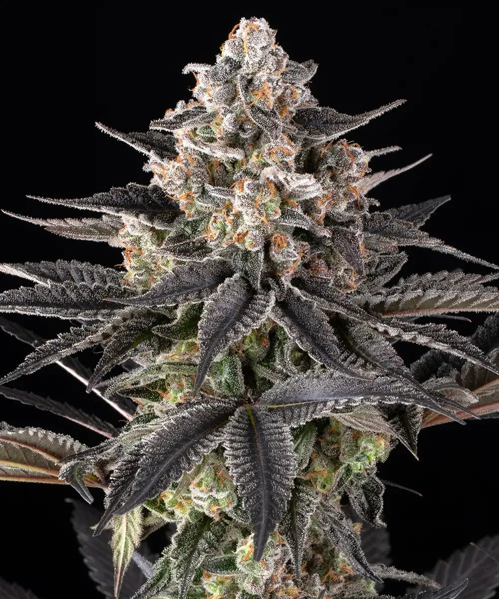 Zoap - Cannabis-Samen von Barney's Farm
